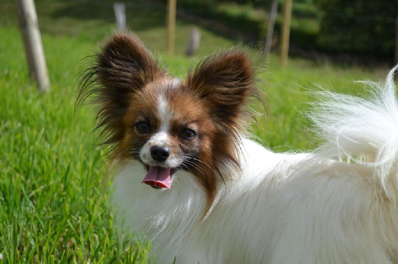 Jaizkibel my boy d'euskadi