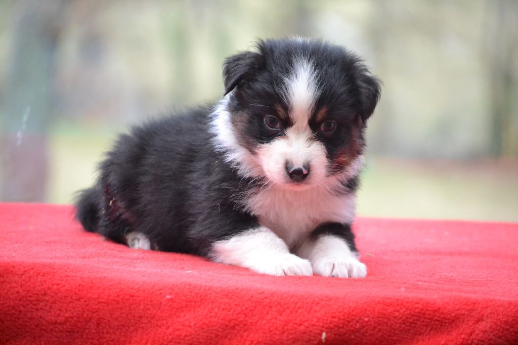 De L'Esprit Du Coeur - Berger Australien - Portée née le 01/02/2017