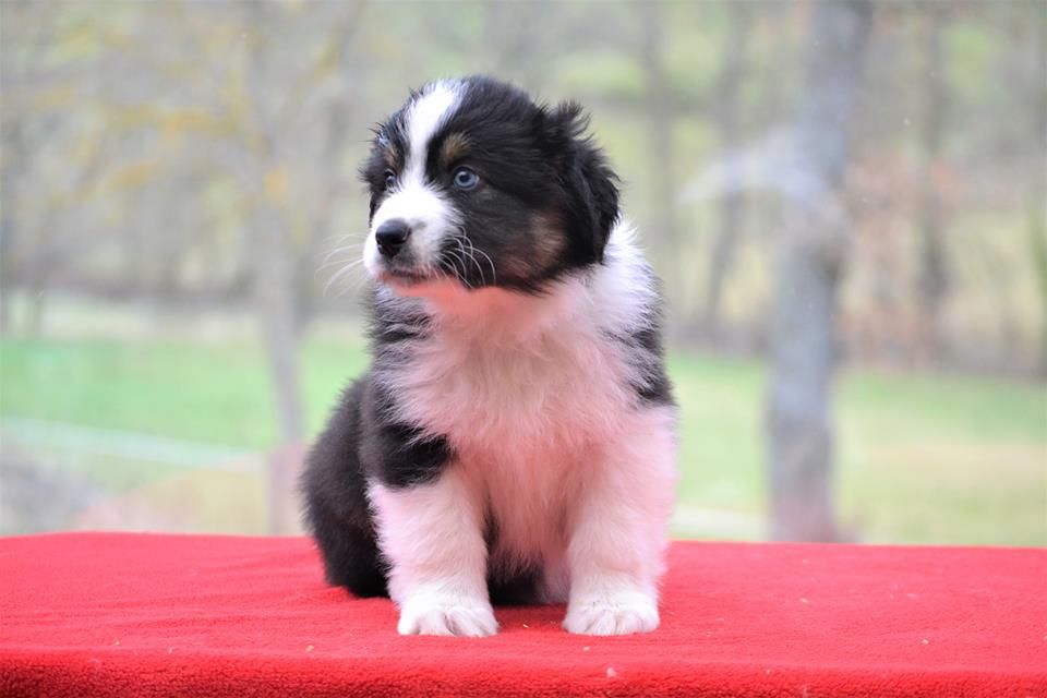 De L'Esprit Du Coeur - Berger Australien - Portée née le 27/01/2017